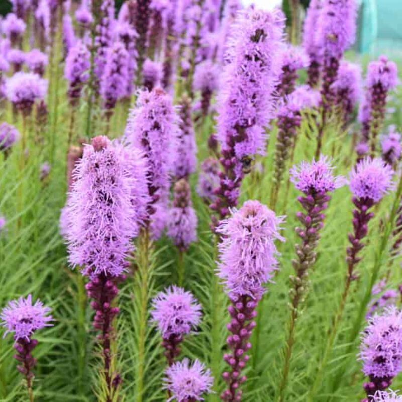 Liatris spicata ---